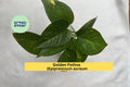 Golden Pothos Plant Cuttings | Epipremnum aureum | Trailing Indoor Houseplant, Easy Care, Heart-Shaped Green & Gold Leaves