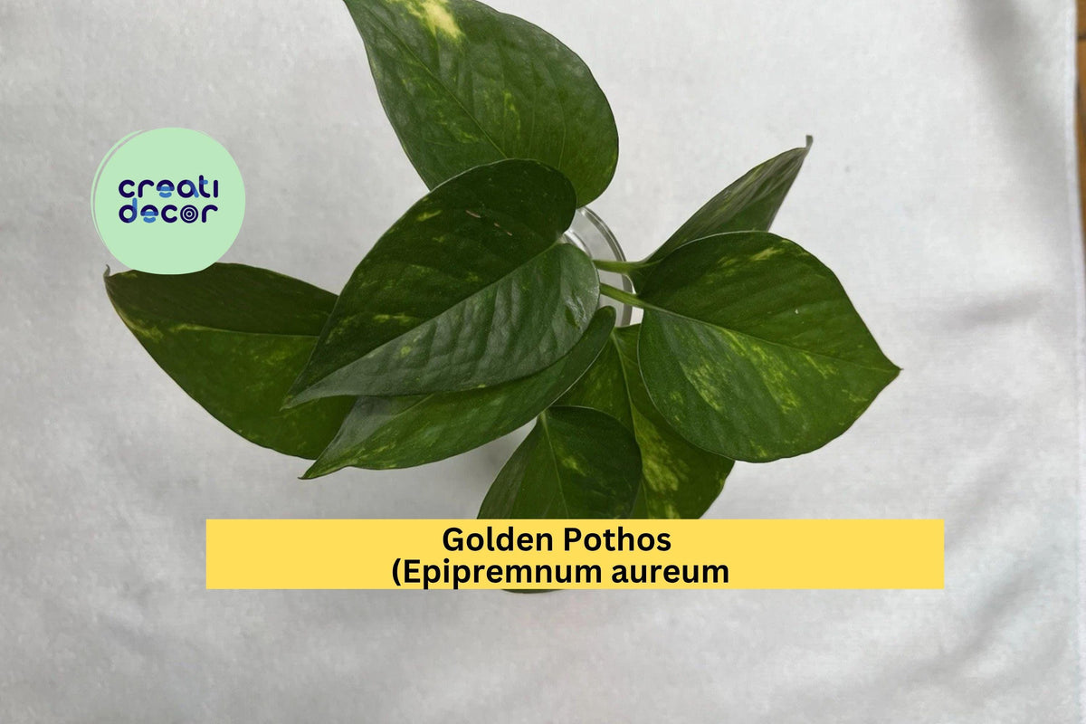 Golden Pothos Plant Cuttings | Epipremnum aureum | Trailing Indoor Houseplant, Easy Care, Heart-Shaped Green & Gold Leaves