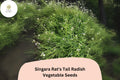 Singara Rat's Tail Radish Seeds – Edible Pods & Roots, Heirloom Raphanus sativus var. caudatus, Fast-Growing, Non-GMO, Climbing Vegetable Seeds