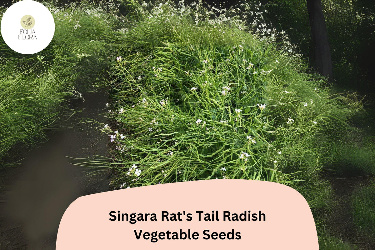 Singara Rat's Tail Radish Seeds – Edible Pods & Roots, Heirloom Raphanus sativus var. caudatus, Fast-Growing, Non-GMO, Climbing Vegetable Seeds