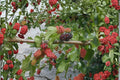 White Mulberry Tree Live Plants – 18" Morus alba Fast-Growing Fruit Tree for Gardens & Orchards