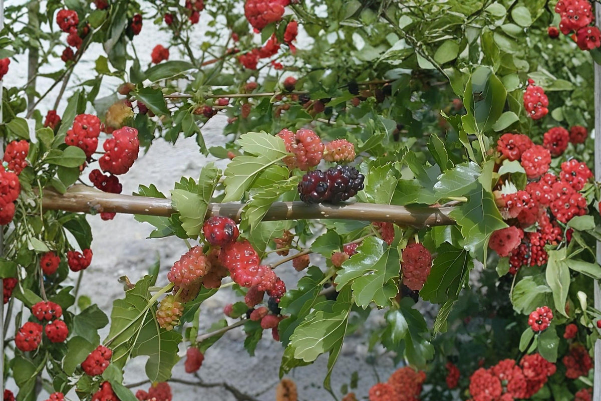 White Mulberry Tree Live Plants – 18" Morus alba Fast-Growing Fruit Tree for Gardens & Orchards