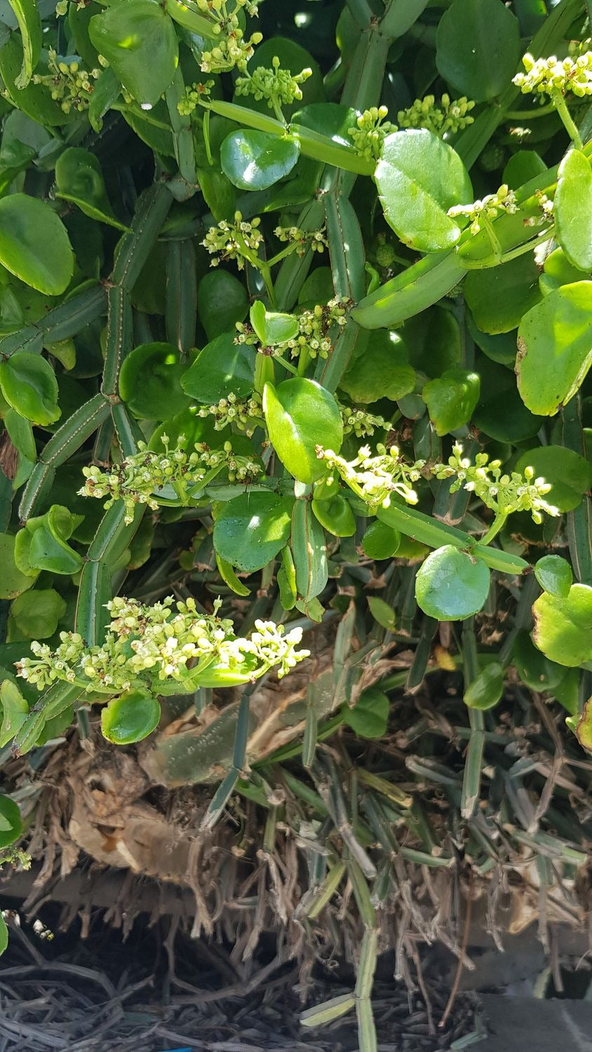 Cissus quadrangularis Unrooted Cuttings (2) – Rare Succulent Vine with Square Stems