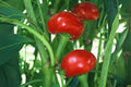 Hot Cherry Pepper Seeds, Heirloom Red Chili, Capsicum annuum, 250 mg for Growing Large Spicy Peppers
