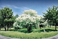 Snowball Bush Live Plant 2 ft Viburnum opulus ‘Roseum’ White Flowering Shrub Garden Plant