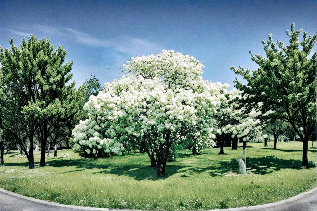 Snowball Bush Live Plant 2 ft Viburnum opulus ‘Roseum’ White Flowering Shrub Garden Plant