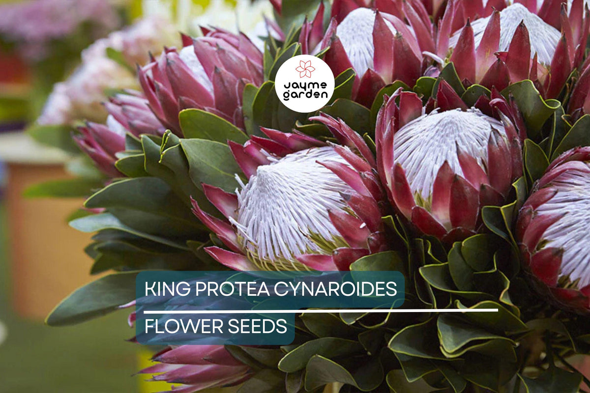 King Protea Seeds – Giant 12" Flowers, Protea cynaroides, Exotic Drought-Tolerant Garden Plant, Rare Flower Seeds for Xeriscape & Cut Flowers