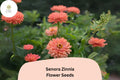 100+ Senora Zinnia Seeds | Soft Pink Blooms | Annual Garden Flowers | Zinnia elegans for Cutting & Borders