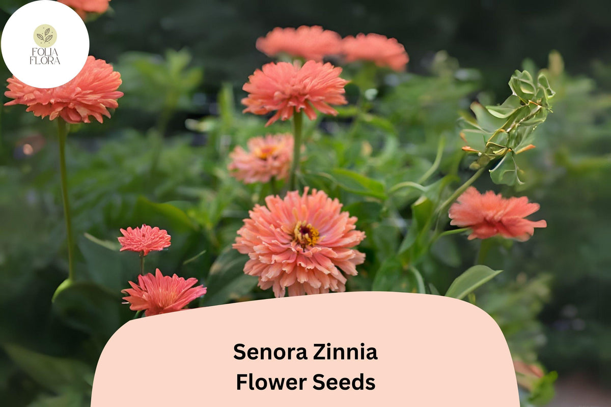100+ Senora Zinnia Seeds | Soft Pink Blooms | Annual Garden Flowers | Zinnia elegans for Cutting & Borders