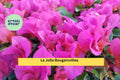 Bougainvillea Glabra Hybrid Starter Plant – La Jolla Bougainvillea with Bright Magenta Bracts, Well-Rooted Bare Root Vine for Garden, Fence, or Container