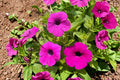 100 Shanin Wild Petunia Seeds – Petunia violacea, Purple Annual Flower for Cottage Gardens & Pollinator Attracting