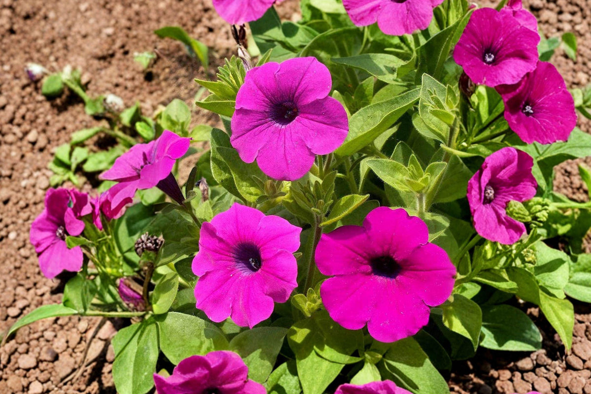 100 Shanin Wild Petunia Seeds – Petunia violacea, Purple Annual Flower for Cottage Gardens & Pollinator Attracting