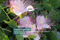 50 Caper Seeds Capparis spinosa Non-GMO Edible Herb for Pickling & Container Gardening
