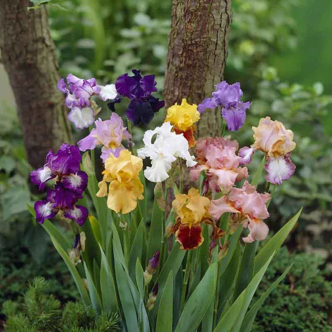 Mixed Tall Bearded Iris Rhizomes – Live Perennial Bulbs, Assorted Colors, Hardy, Ready to Plant