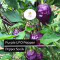 Purple UFO Pepper Seeds – Heirloom Non-GMO, Capsicum annuum, Unique UFO-Shaped, Mild to Medium Heat, Fruity & Sweet Flavor