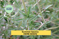 3pcs Summer Savory Seeds – Aromatic Culinary Herb Satureja hortensis for Cooking, Herb Gardens, Container Planting