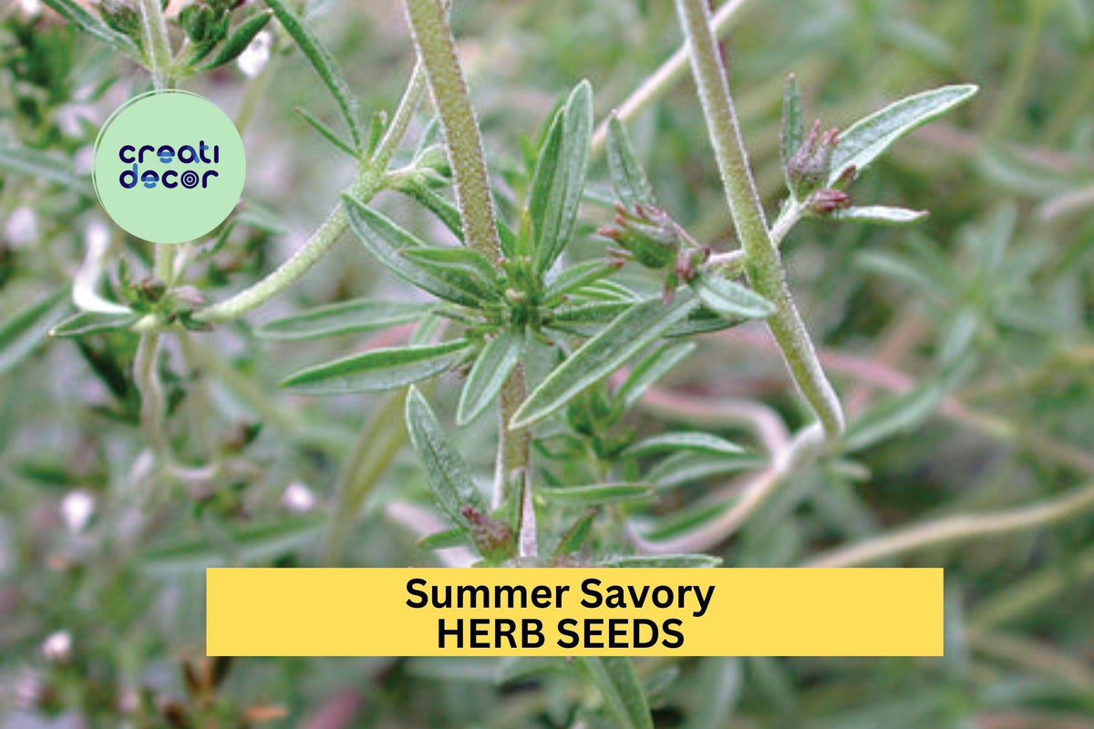 3pcs Summer Savory Seeds – Aromatic Culinary Herb Satureja hortensis for Cooking, Herb Gardens, Container Planting