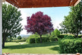 Cistena Plum Tree 2 ft Tall | Purple Leaf Ornamental Prunus × cistena | Pink Spring Blooms