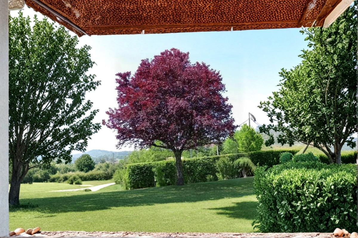Cistena Plum Tree 2 ft Tall | Purple Leaf Ornamental Prunus × cistena | Pink Spring Blooms