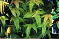 10 Acer elegantulum Seeds - Rare Elegant Maple Tree, Ornamental Deciduous Tree for Landscape, Bonsai & Collection