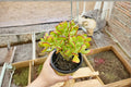 Sedum Dendroideum Unrooted Cuttings - Succulent Fairy Garden Plant, Green Fleshy Leaves, Perennial, Container & Rock Garden