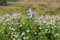 Symphyotrichum firmum Shining Aster Seeds – Native Purple Wildflower for Pollinator Gardens, Late-Season Bloom, Perennial Plant
