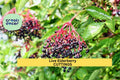 Elderberry Cuttings, Unrooted Sambucus spp., Fruiting Shrub for Garden, Hedge, Edible Landscaping