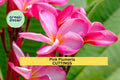 Pink Plumeria Cuttings 10" Unrooted Starter Frangipani Tree Pink Flowers Tropical Garden Patio Plant