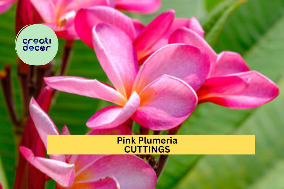 Pink Plumeria Cuttings 10" Unrooted Starter Frangipani Tree Pink Flowers Tropical Garden Patio Plant