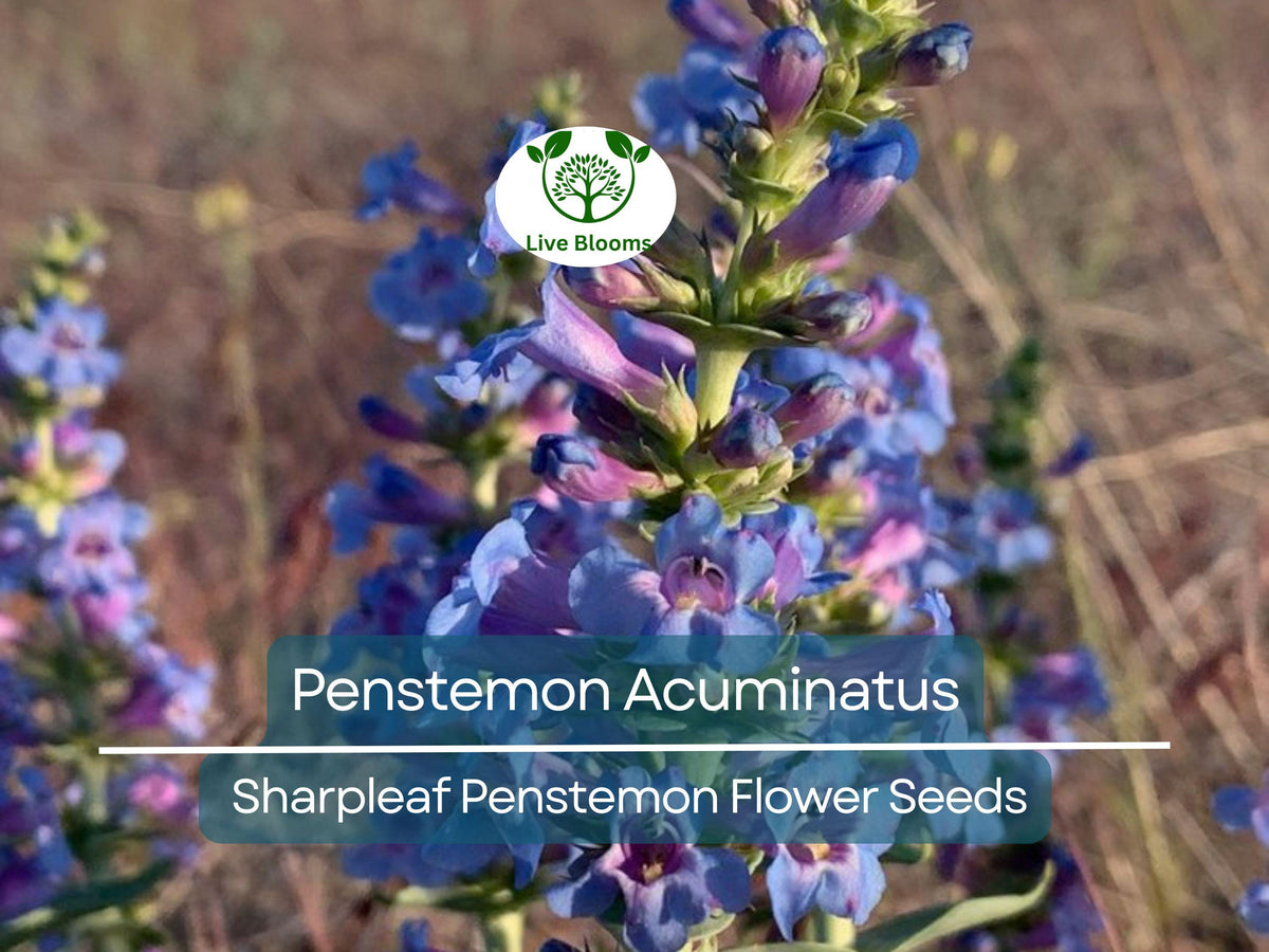 Penstemon Seeds 100mg | Sharpleaf Penstemon (Penstemon Acuminatus) Native Perennial Wildflower for Pollinator Gardens