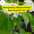 Nannyberry Viburnum Bush Bare Root Plant 12-14" | Viburnum lentago | Deciduous Shrub for Landscaping & Wildlife