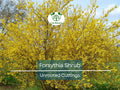 10 Forsythia Unrooted Cuttings 6-8" | Forsythia x intermedia | Fast Growing Shrub for Propagation & Landscaping