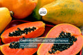 20 Caribbean Red Lady Papaya Seeds - Tropical Fruit Tree, Non-GMO, Large Melon-Like Fruits, Carica Papaya, Indoor & Outdoor Growing
