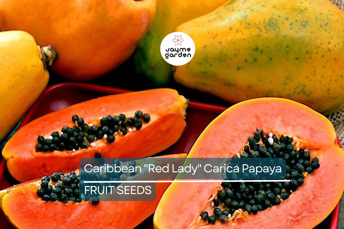 20 Caribbean Red Lady Papaya Seeds - Tropical Fruit Tree, Non-GMO, Large Melon-Like Fruits, Carica Papaya, Indoor & Outdoor Growing