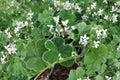 Mint Scented Pelargonium Cuttings – 6" Live Fuzzy Leaf Geranium Pelargonium spp. for Herb Gardens & Containers