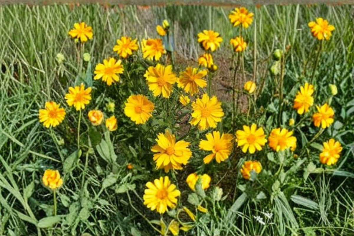 Coreopsis Lance-Leaved Dwarf Seeds – Bright Yellow Blooms, Native Perennial for Pollinators, Wildflower Garden, 50 Seeds