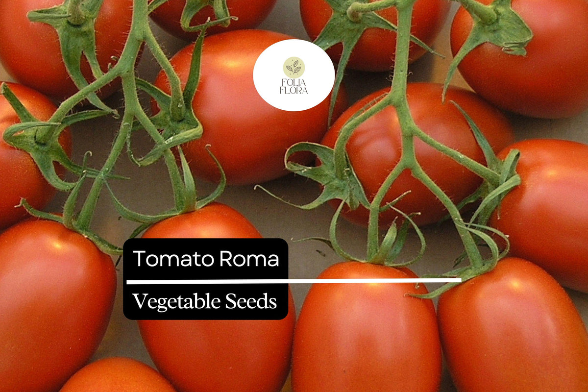 50 Tomato Seeds Roma Heirloom Plum Tomato Solanum lycopersicum for Sauces, Canning, and Cooking