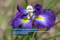 Light Purple Japanese Iris Live Roots | Spring Blooming Perennial | Iris ensata | Hardy, Low Maintenance, Clump-Forming Garden Bulbs