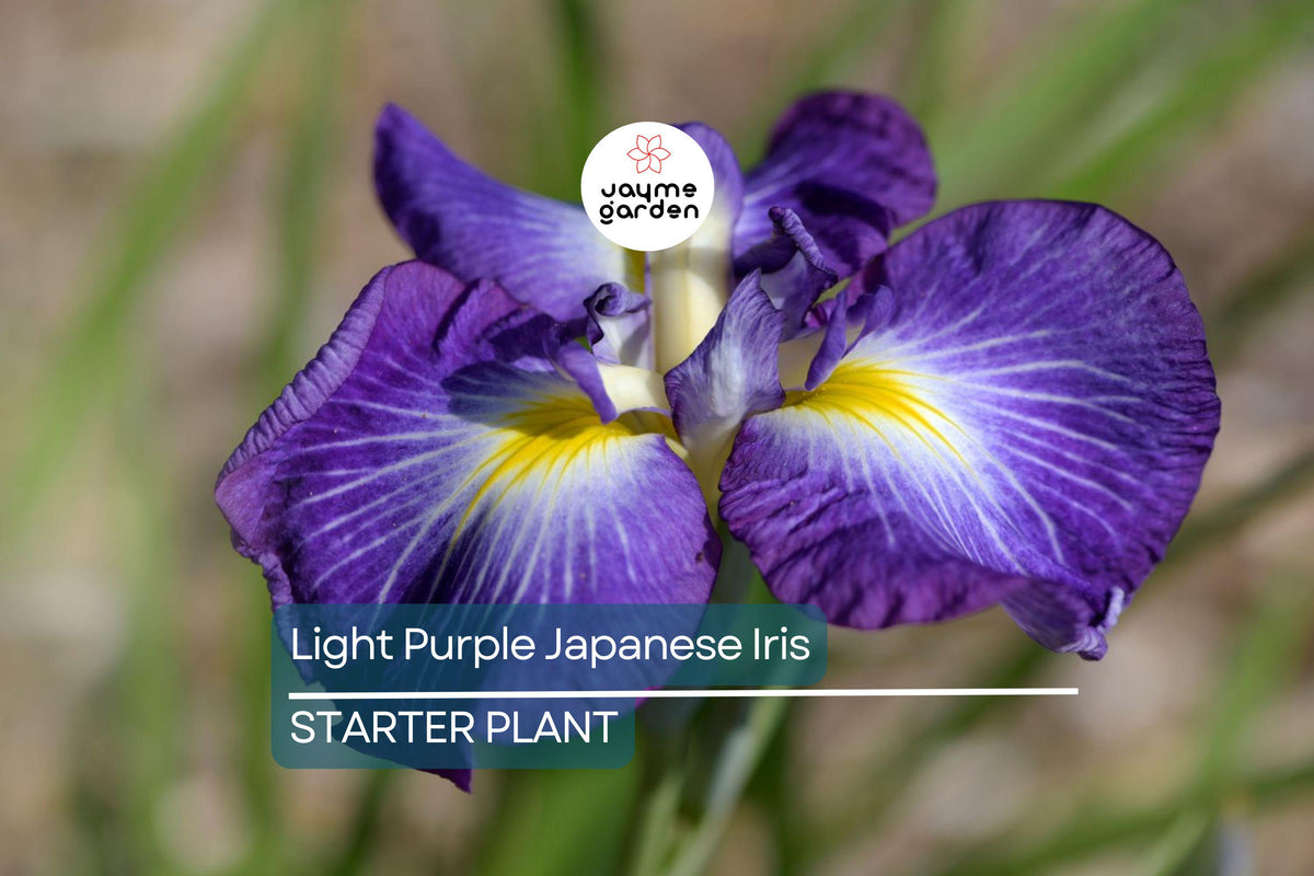 Light Purple Japanese Iris Live Roots | Spring Blooming Perennial | Iris ensata | Hardy, Low Maintenance, Clump-Forming Garden Bulbs