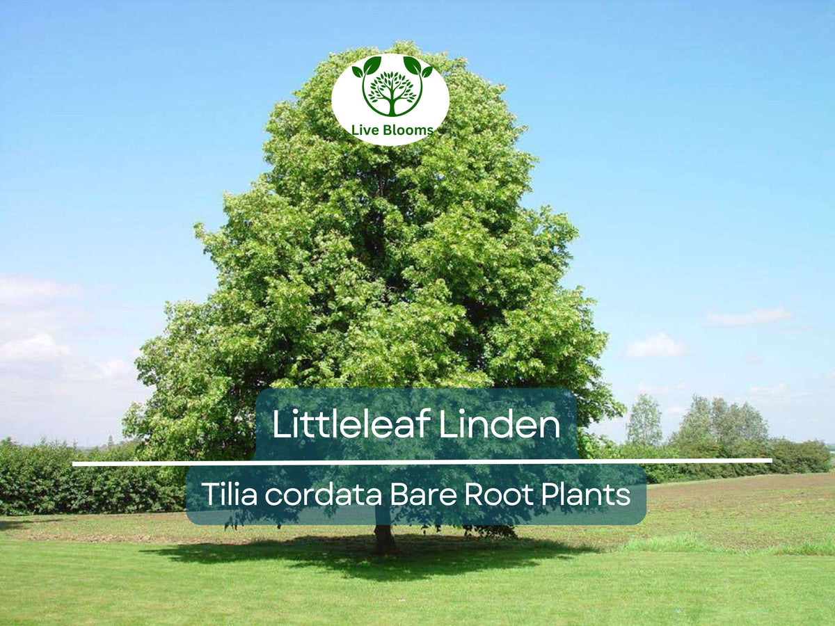 Littleleaf Linden Tree Bare Root – Tilia cordata Shade Tree with Fragrant Yellow Flowers Pollinator-Friendly