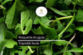 500 Seeds Roquette Arugula (Eruca vesicaria) - Peppery Green for Salads, Sandwiches & Gourmet Dishes