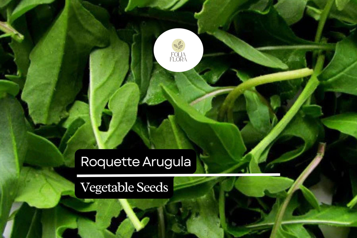 500 Seeds Roquette Arugula (Eruca vesicaria) - Peppery Green for Salads, Sandwiches & Gourmet Dishes