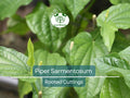 12 Piper Sarmentosum Bareroot Cuttings – Wild Betel Leaf Thai Herb, Edible Aromatic Plant for Gardening and Culinary Use