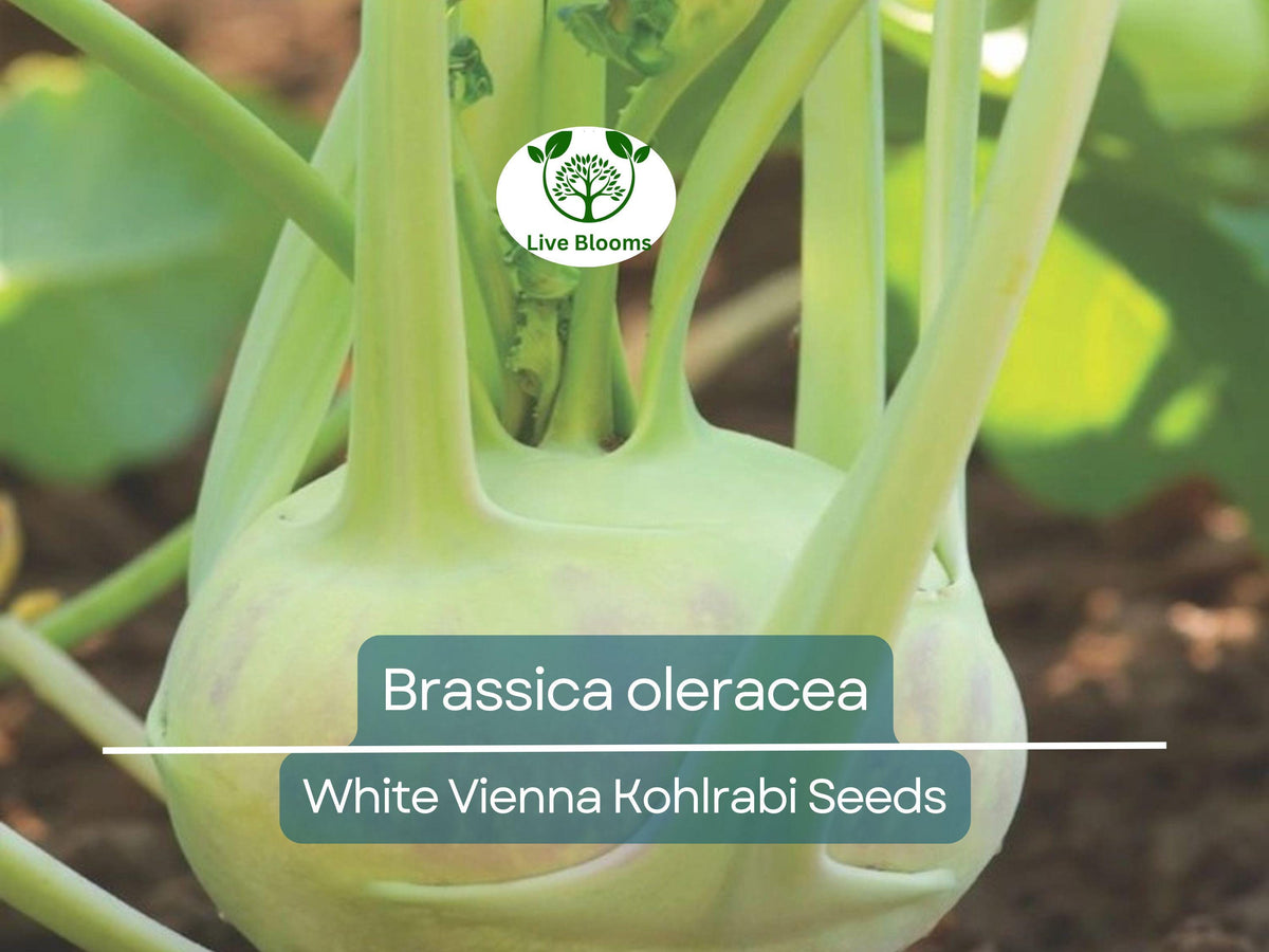 White Vienna Kohlrabi Seeds – Heirloom, Non-GMO, Fast Growing, Nutritious Brassica oleracea, 150 Seeds for Gardeners