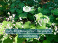 Rare Fuzzy Mint Scented Pelargonium Geranium Unrooted Cuttings, 6" – Fragrant, Propagation, Indoor & Outdoor Gardening