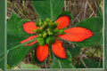 Fire-on-the-Mountain Seeds – Euphorbia cyathophora, Red-Green Bracts, Ornamental Annual Plant, Butterfly Attractant