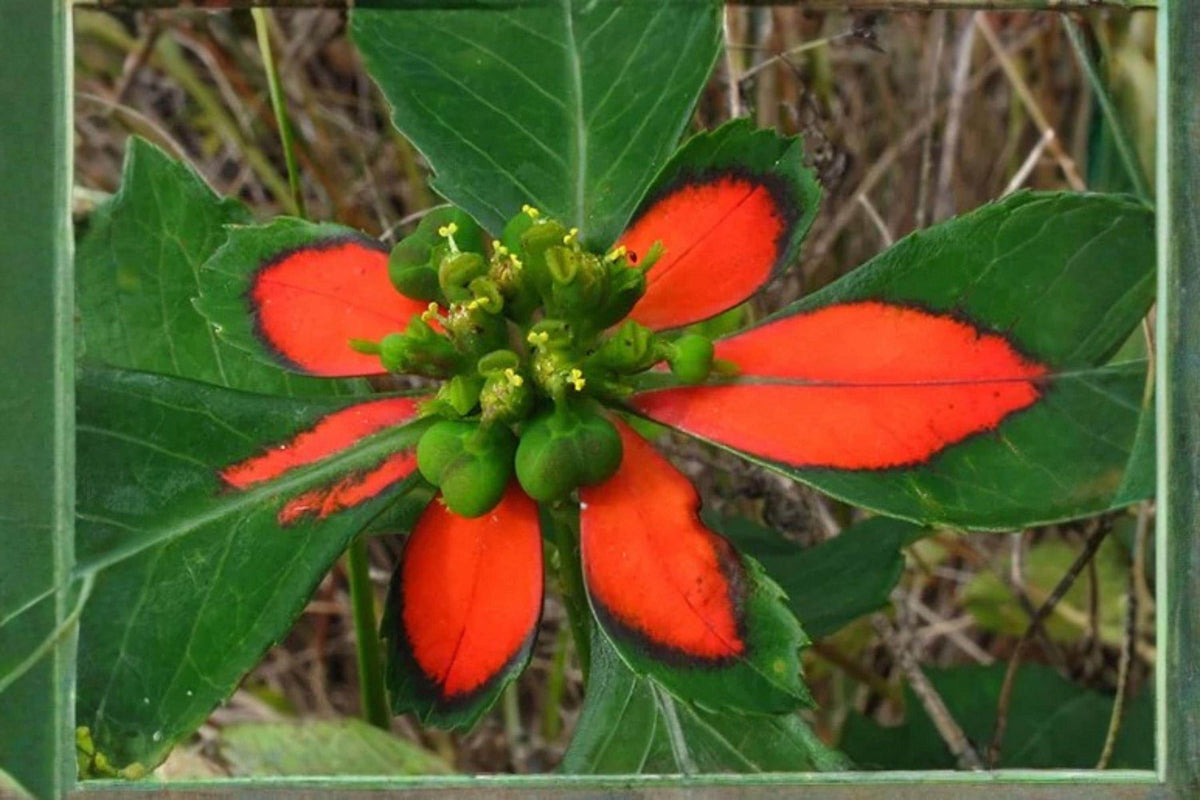 Fire-on-the-Mountain Seeds – Euphorbia cyathophora, Red-Green Bracts, Ornamental Annual Plant, Butterfly Attractant