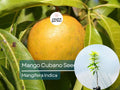 Grafted Cubano Mango Tree Starter Plant - 3-4 ft Live Tropical Fruit Tree - Sweet Juicy Mangoes - Grown in Puerto Rico