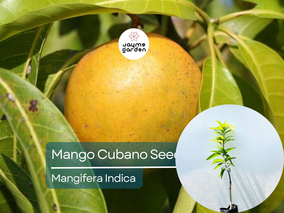 Grafted Cubano Mango Tree Starter Plant - 3-4 ft Live Tropical Fruit Tree - Sweet Juicy Mangoes - Grown in Puerto Rico