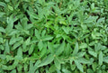Honeyberry Cuttings 4" Dormant Lonicera caerulea Unrooted Berry Plant Propagation
